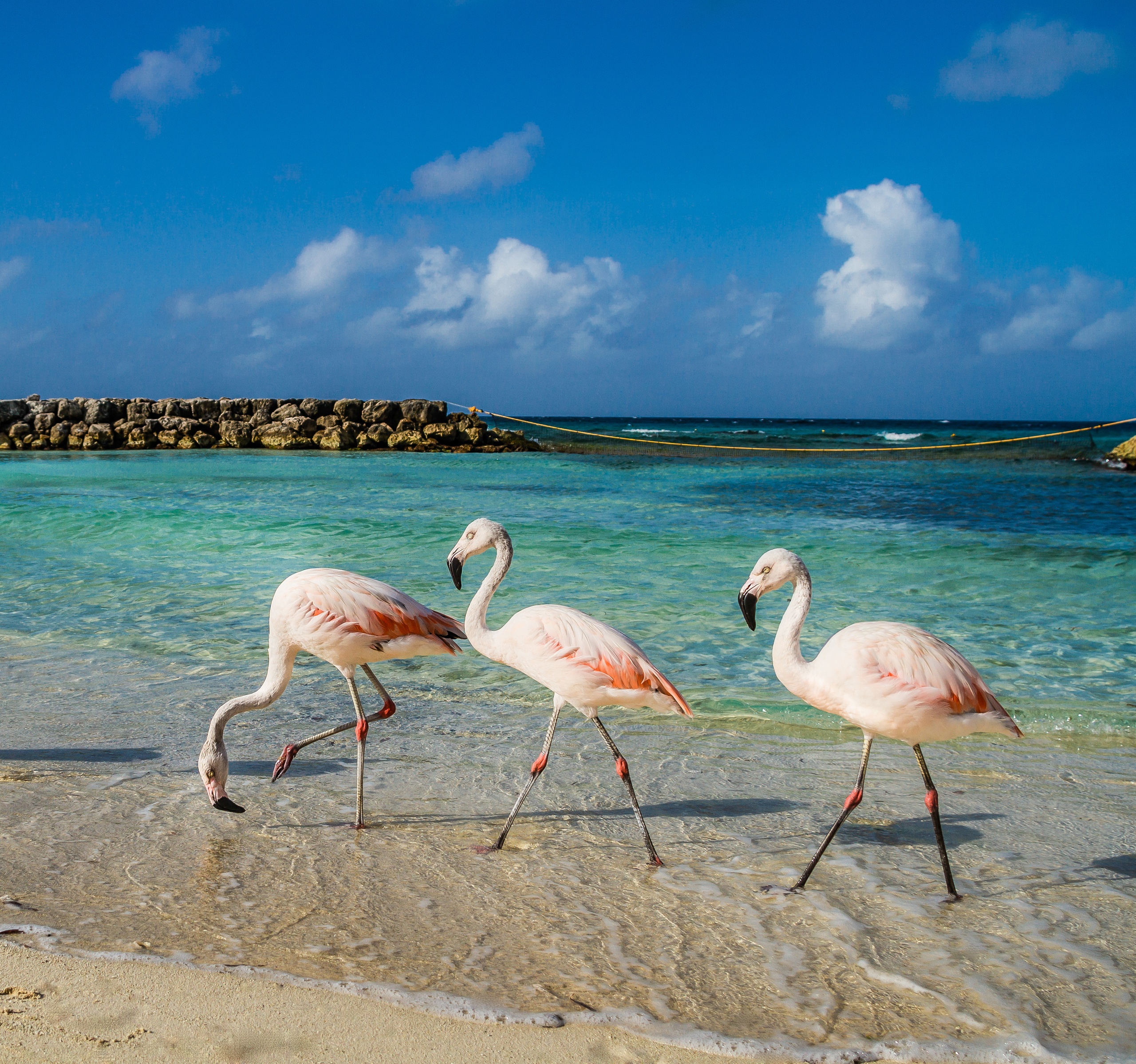 Four pink flamingos wade in clear turquoise water on a sunny beach.