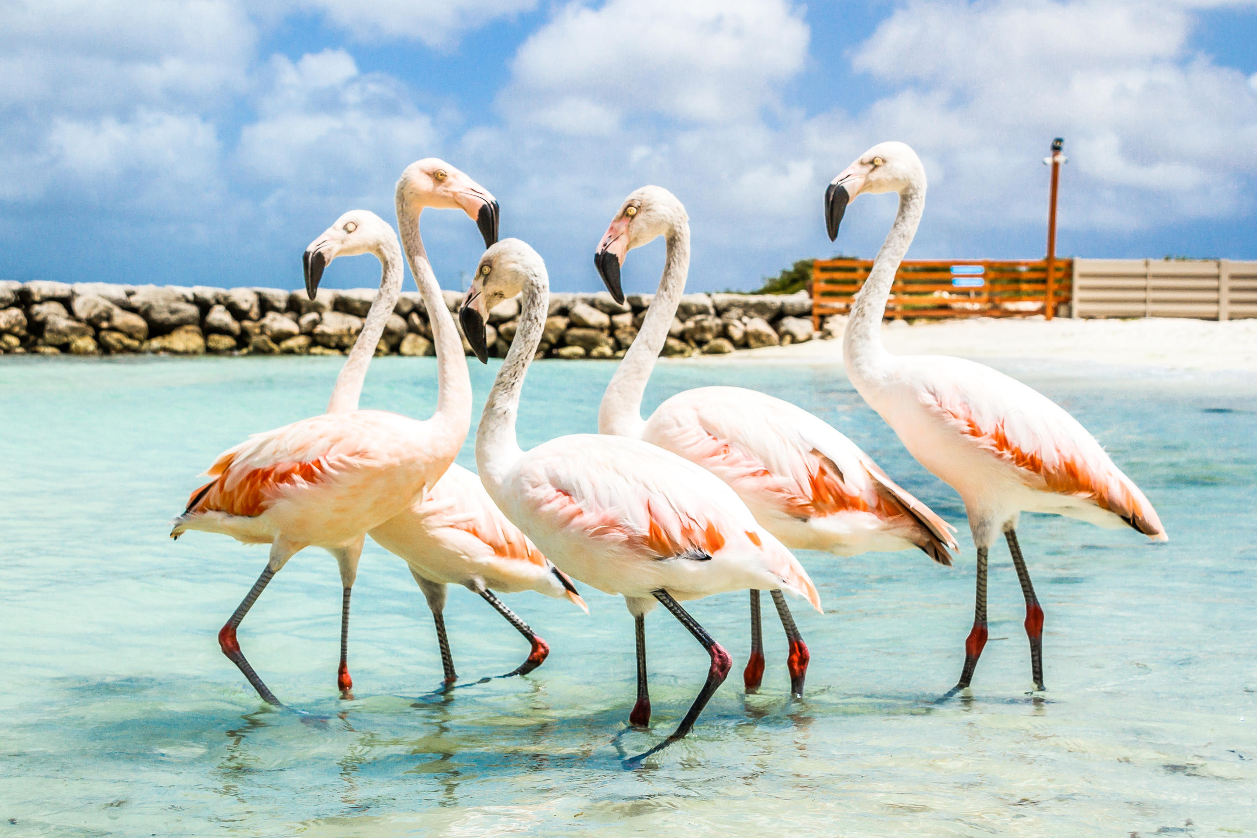 Five flamingos wading in clear blue water near a rocky shore under a cloudy sky.