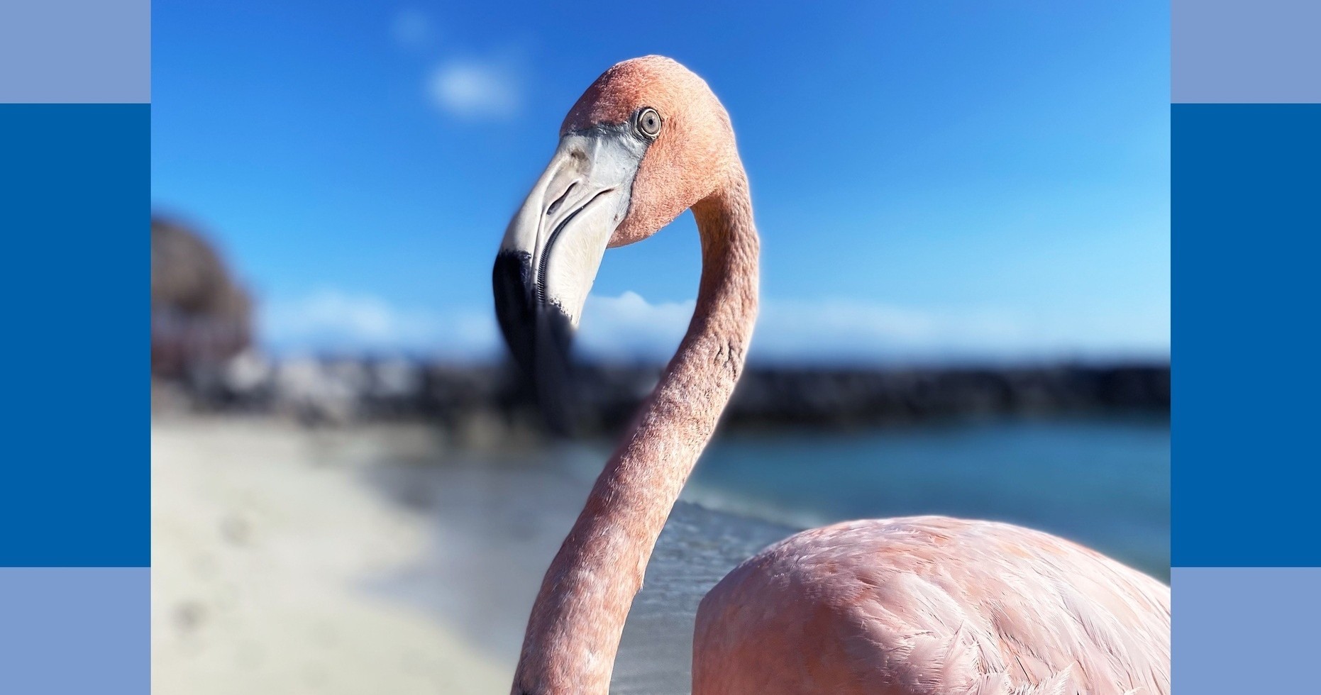 Close-up of a flamingo on a beach with blue sky.