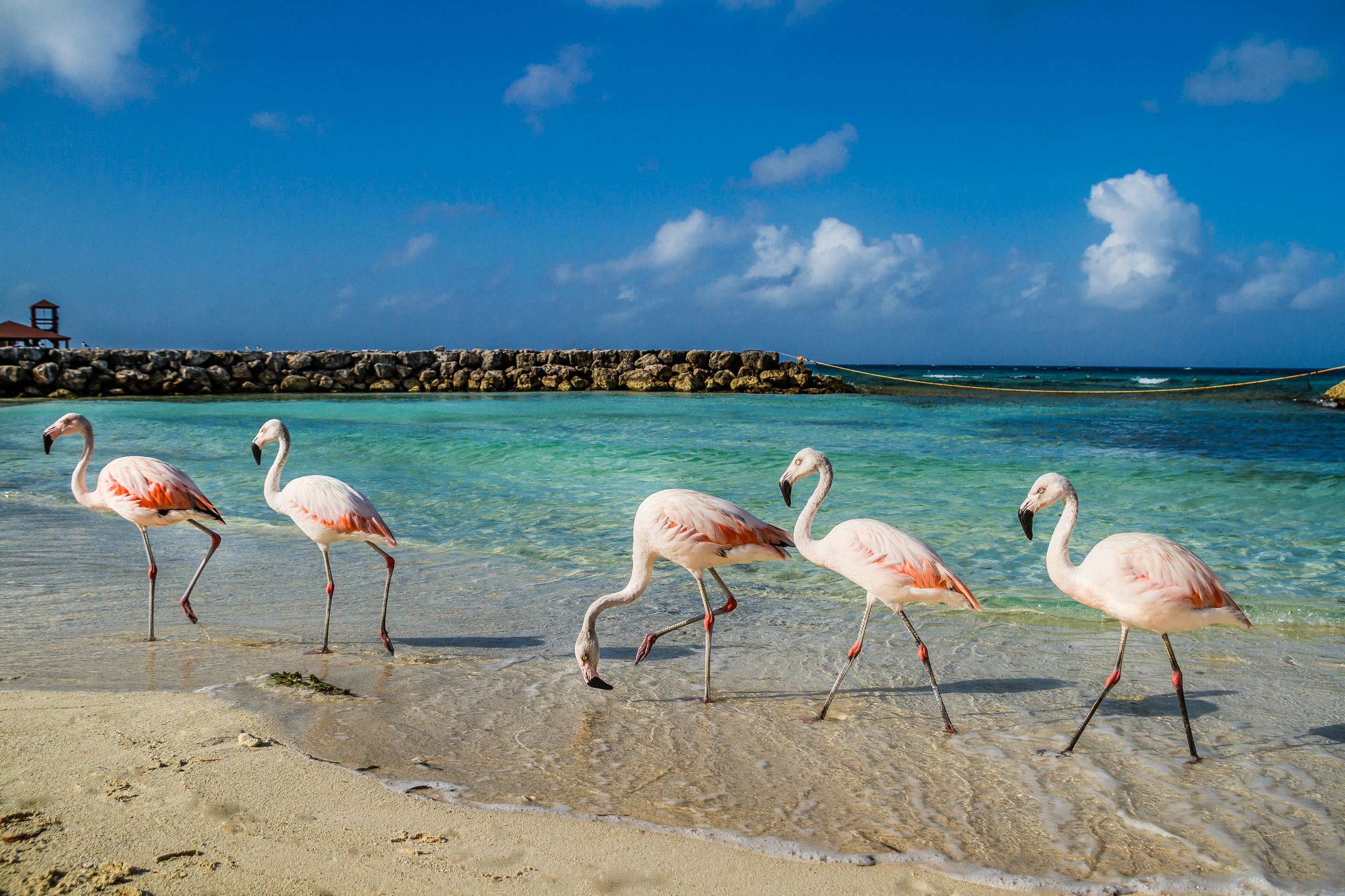 Five flamingos walking along a sandy beach with blue sky and ocean in the background.