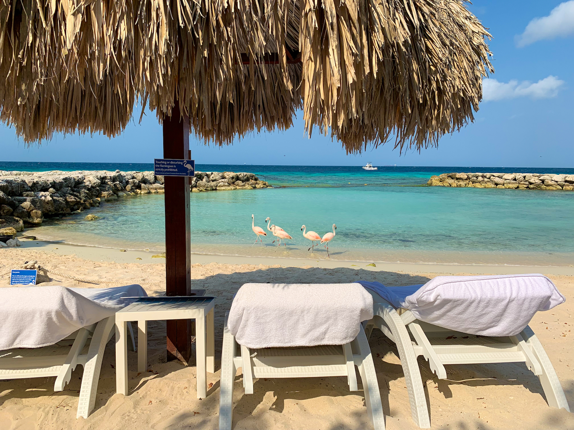 Beach view with lounge chairs, flamingos, and ocean.