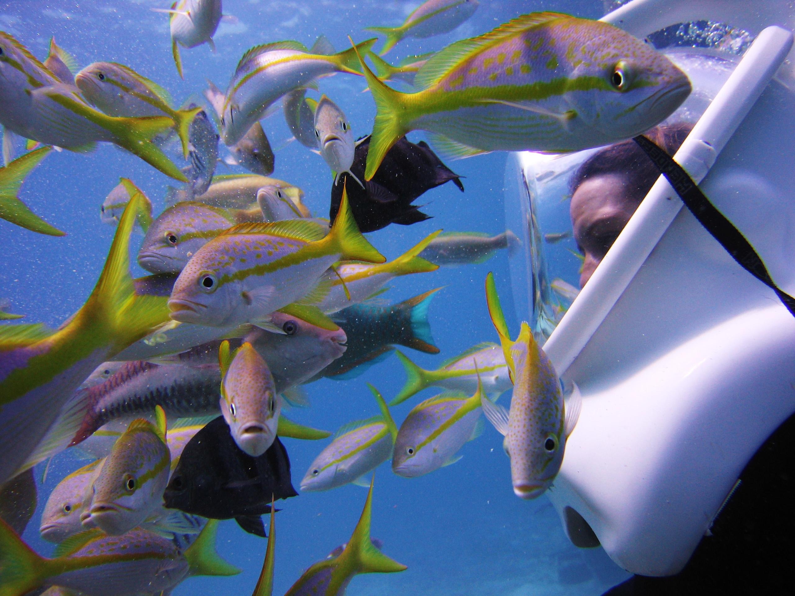 Person in underwater helmet surrounded by colorful fish in clear blue water.