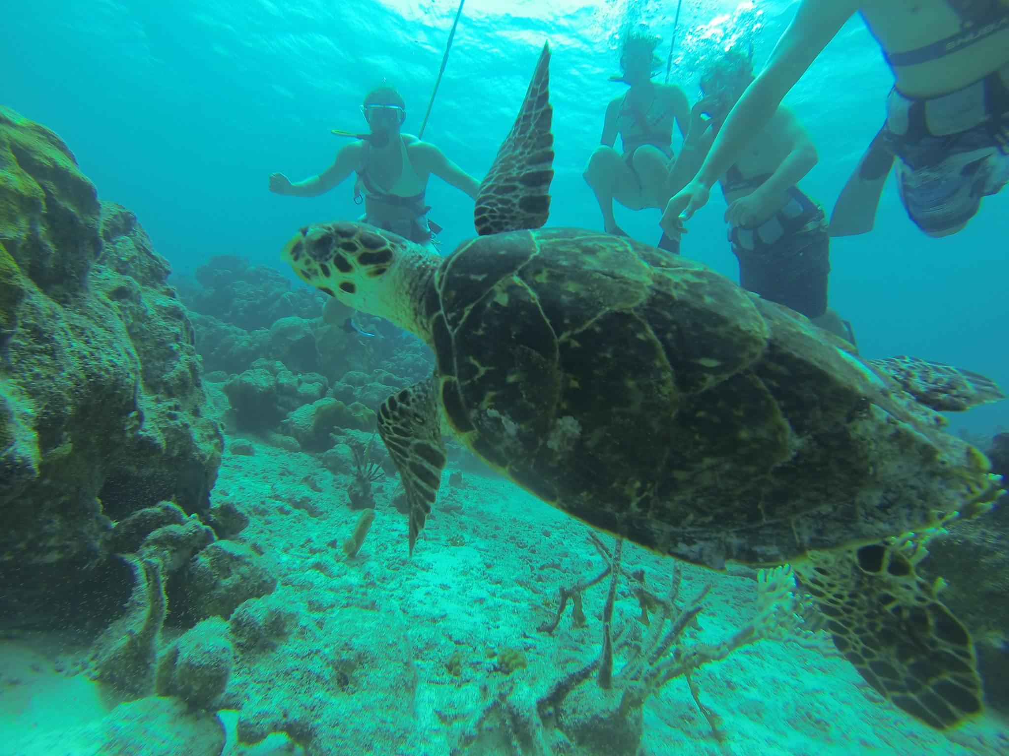 Sea turtle swimming near snorkelers in clear blue water.