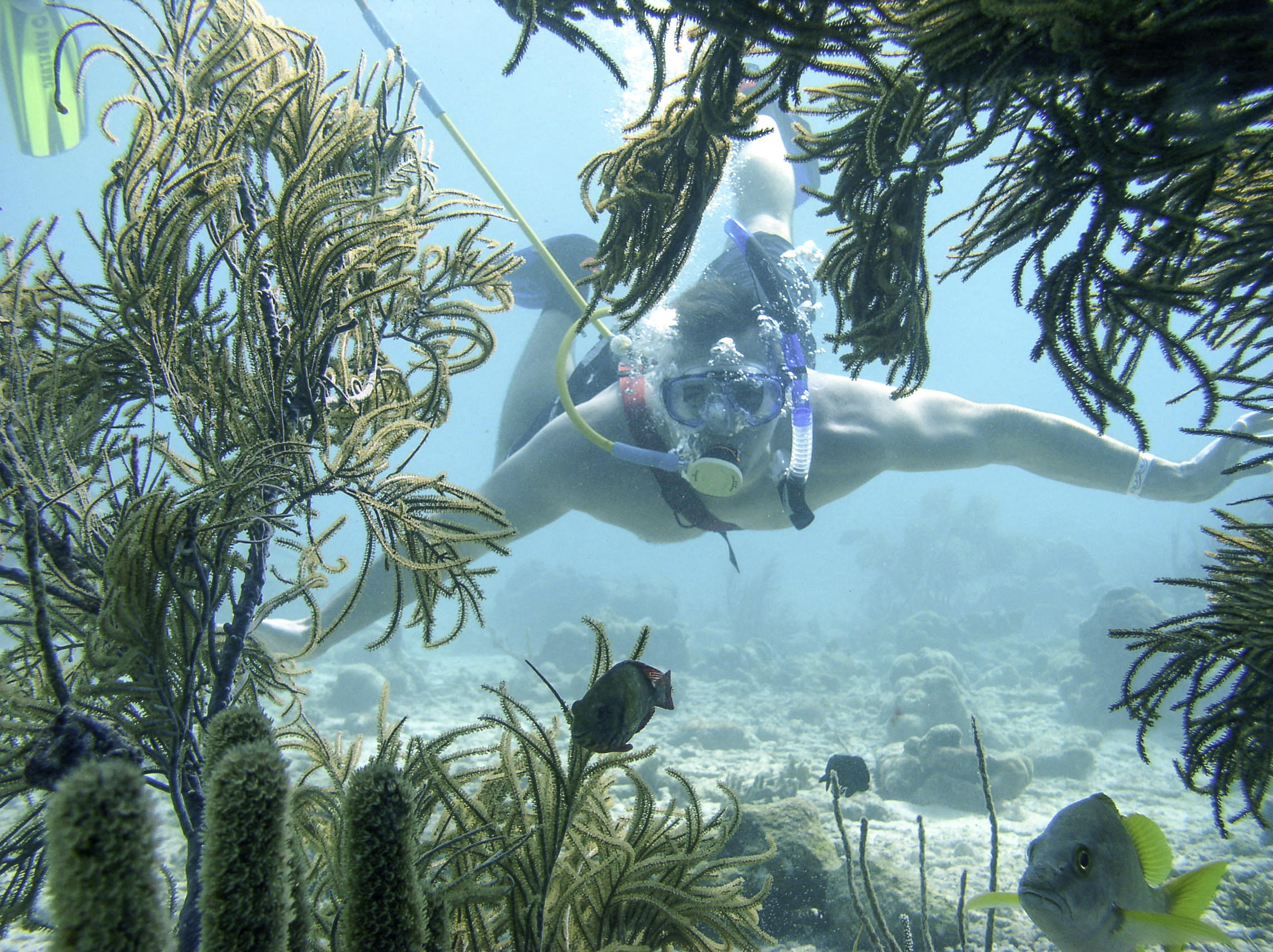 Snorkeler swimming underwater among coral and fish.