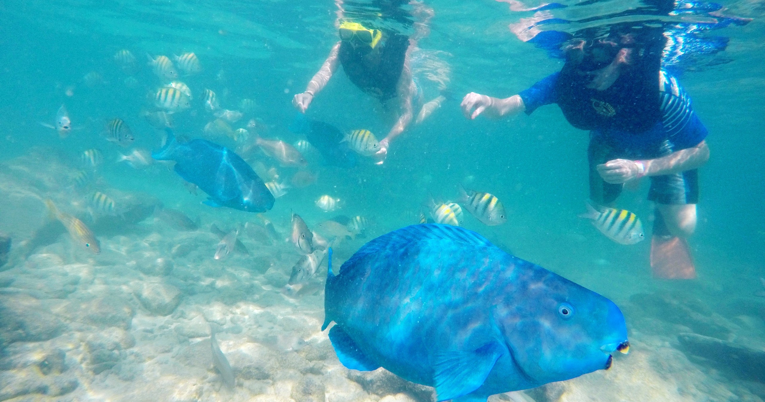Two snorkelers and fish swimming underwater near coral.