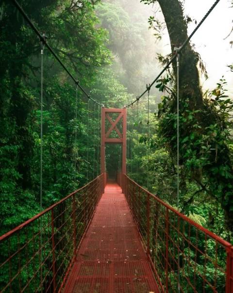 Red suspension bridge through dense, misty rainforest.