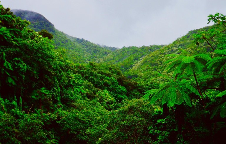 Lush green rainforest with hills and cloudy sky in the background.