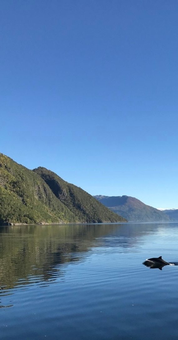 Serene mountain lake with clear blue sky and a distant dolphin fin.