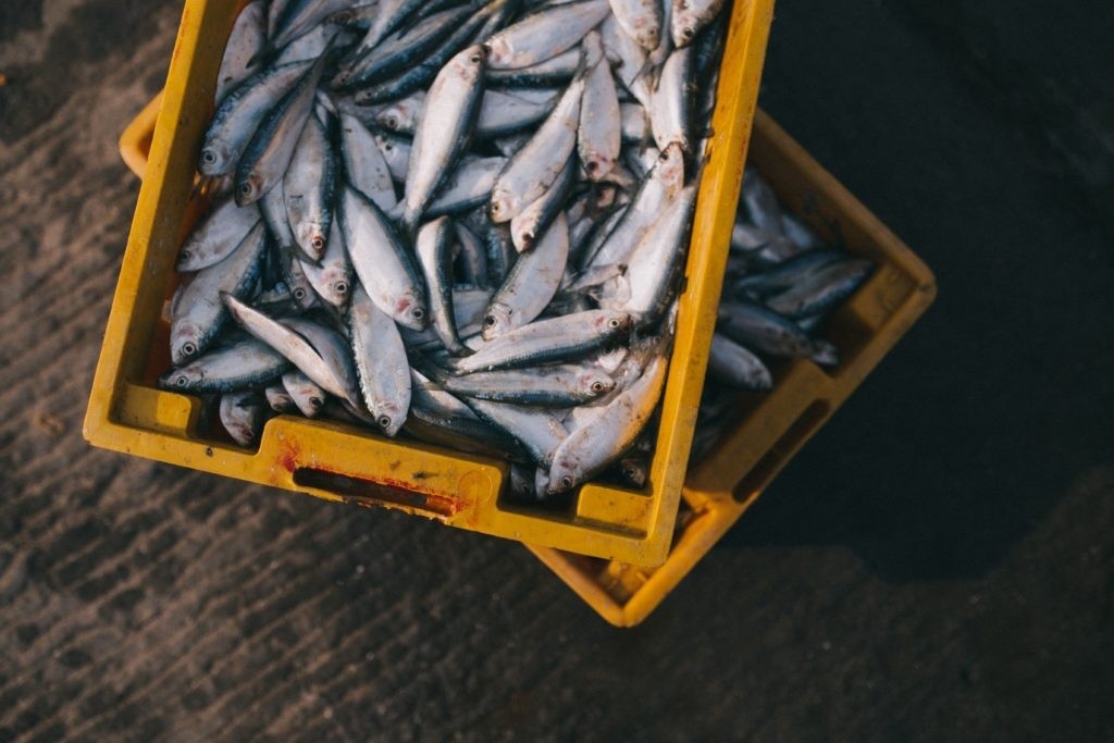 Yellow crate filled with raw fish on a textured floor.