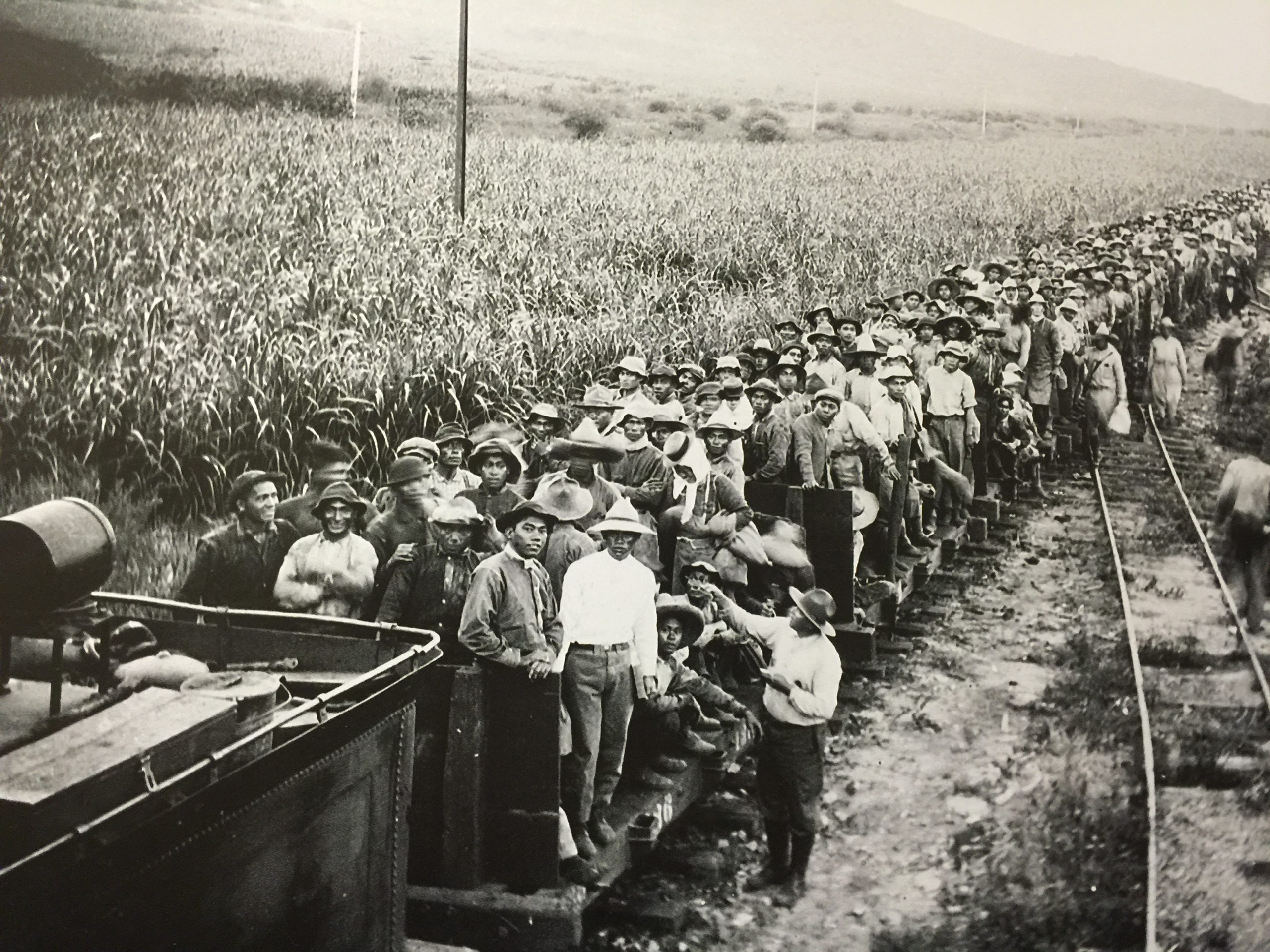 Large group of workers standing on train cars beside fields, early 20th century.