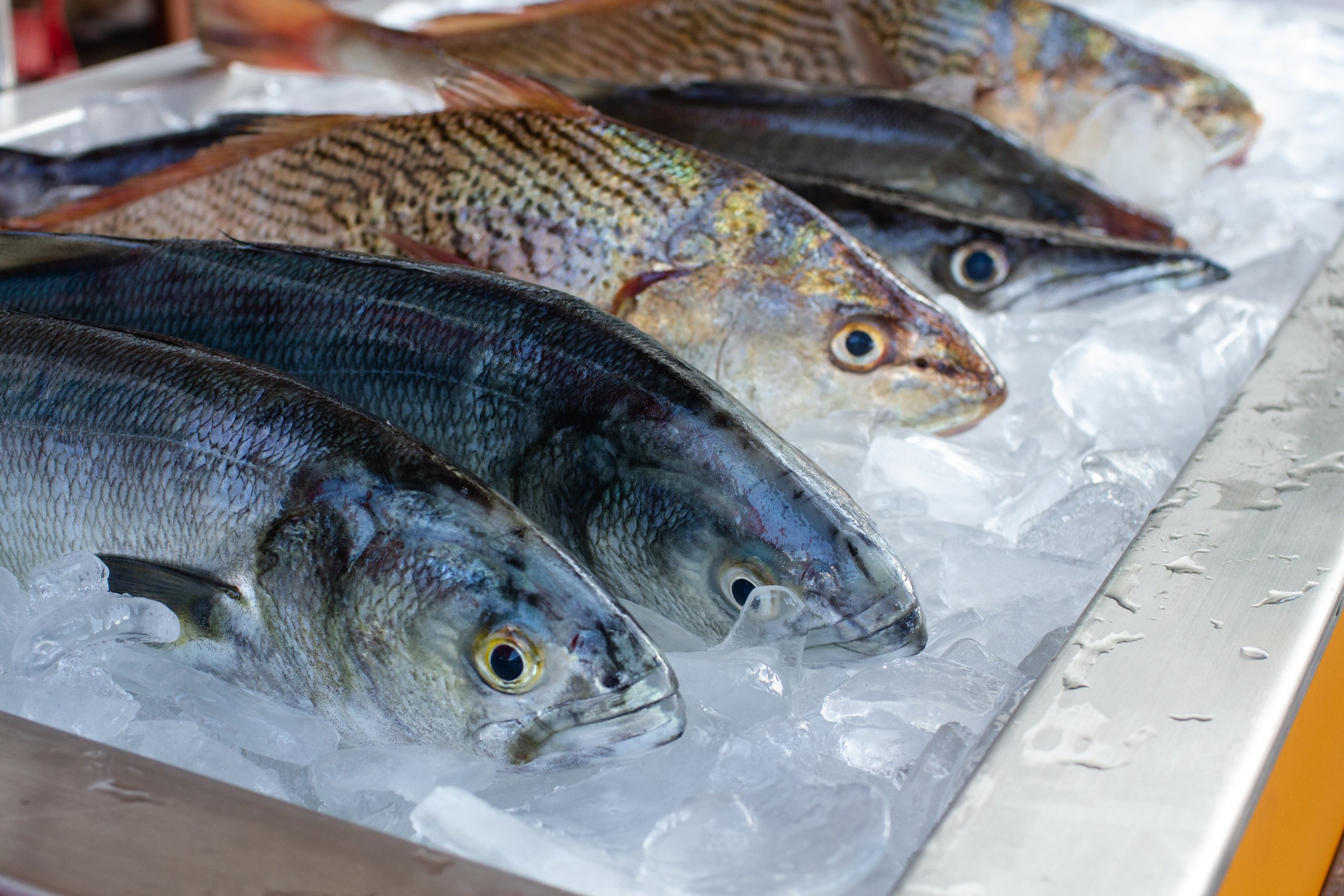 Fresh fish on ice display at a market