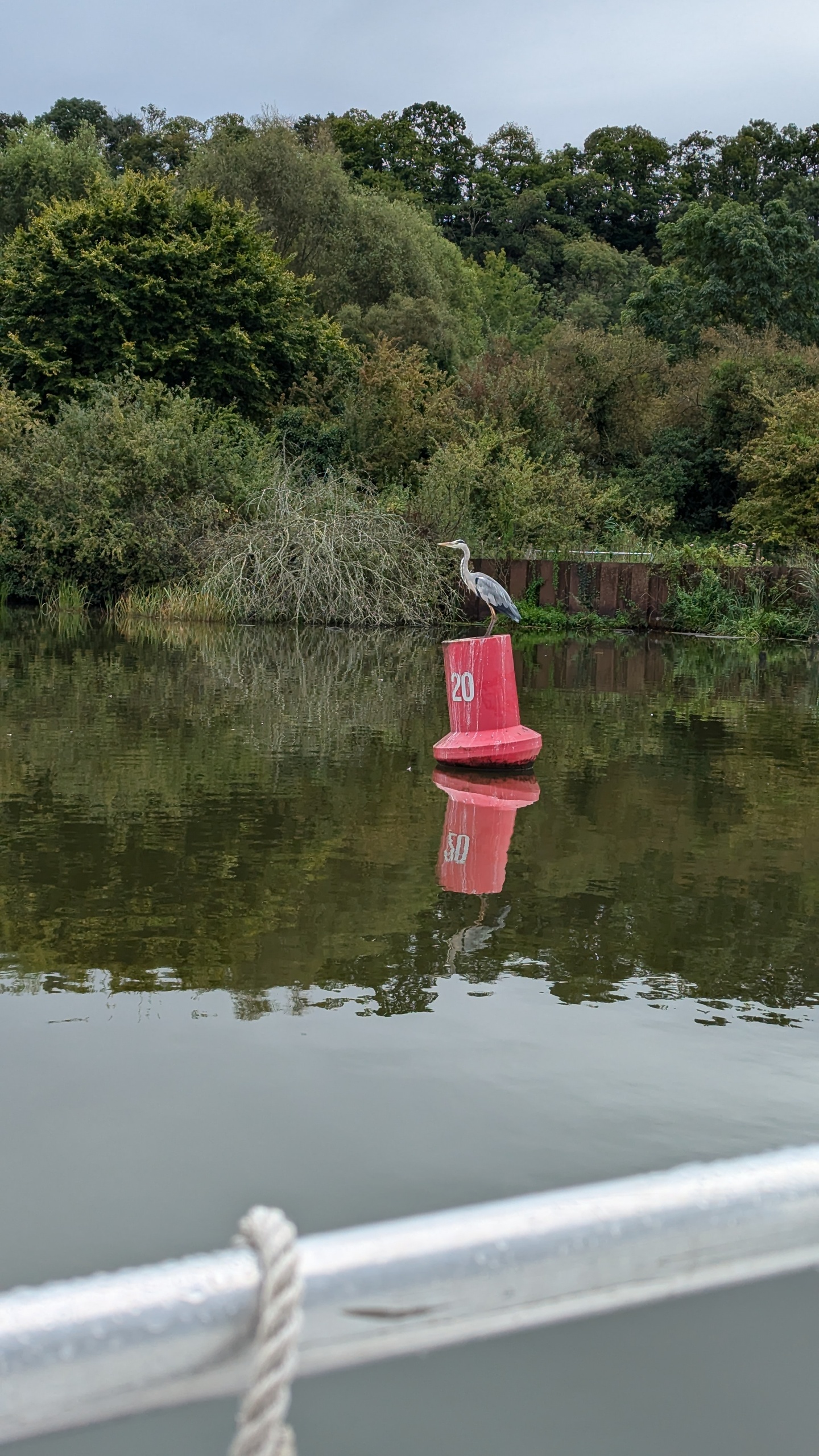 Heron perched on red buoy in calm river with lush green trees.
