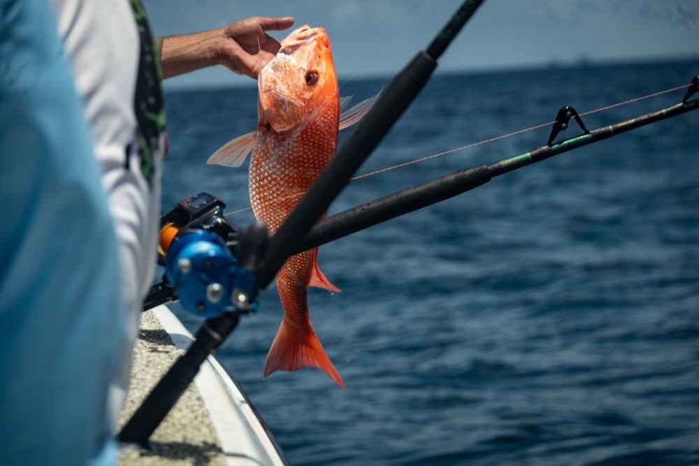 Person holding a freshly caught red snapper on a fishing boat.