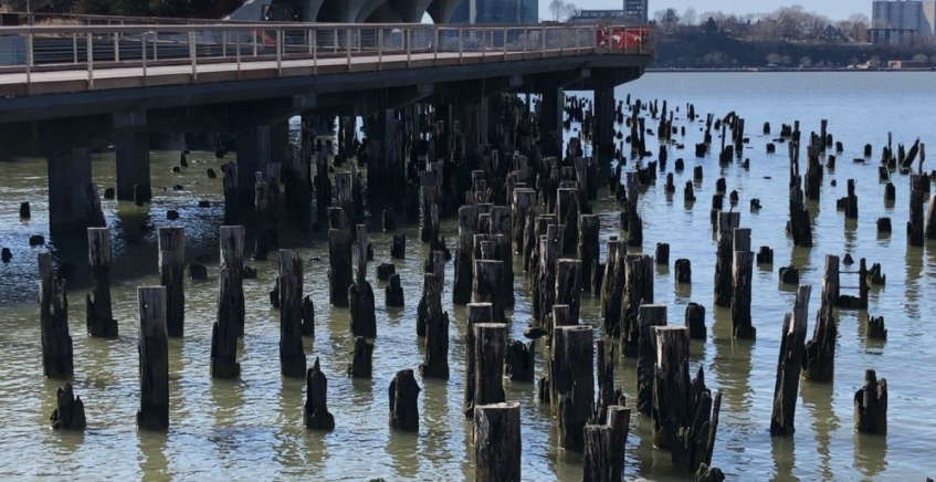 Old wooden pilings in water under a pier on a sunny day.