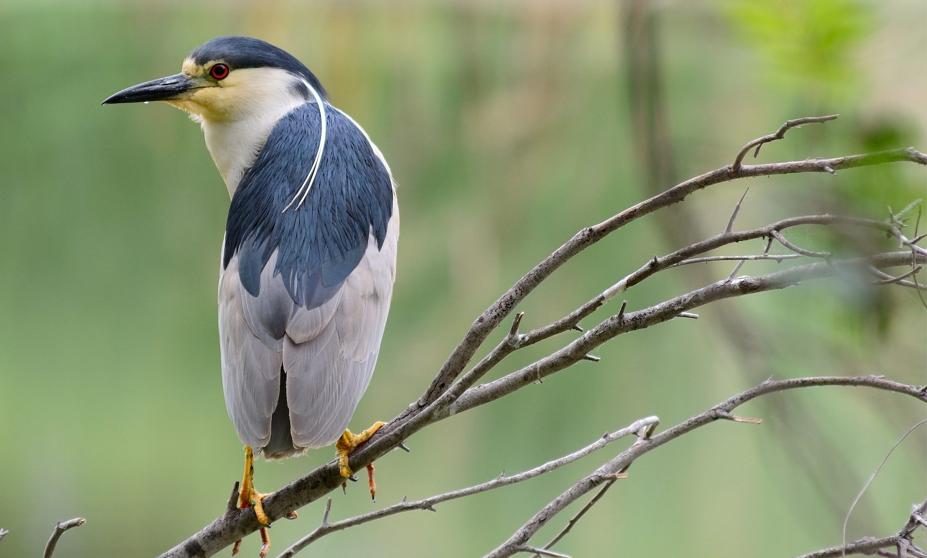 Black-crowned night heron perched on a branch.