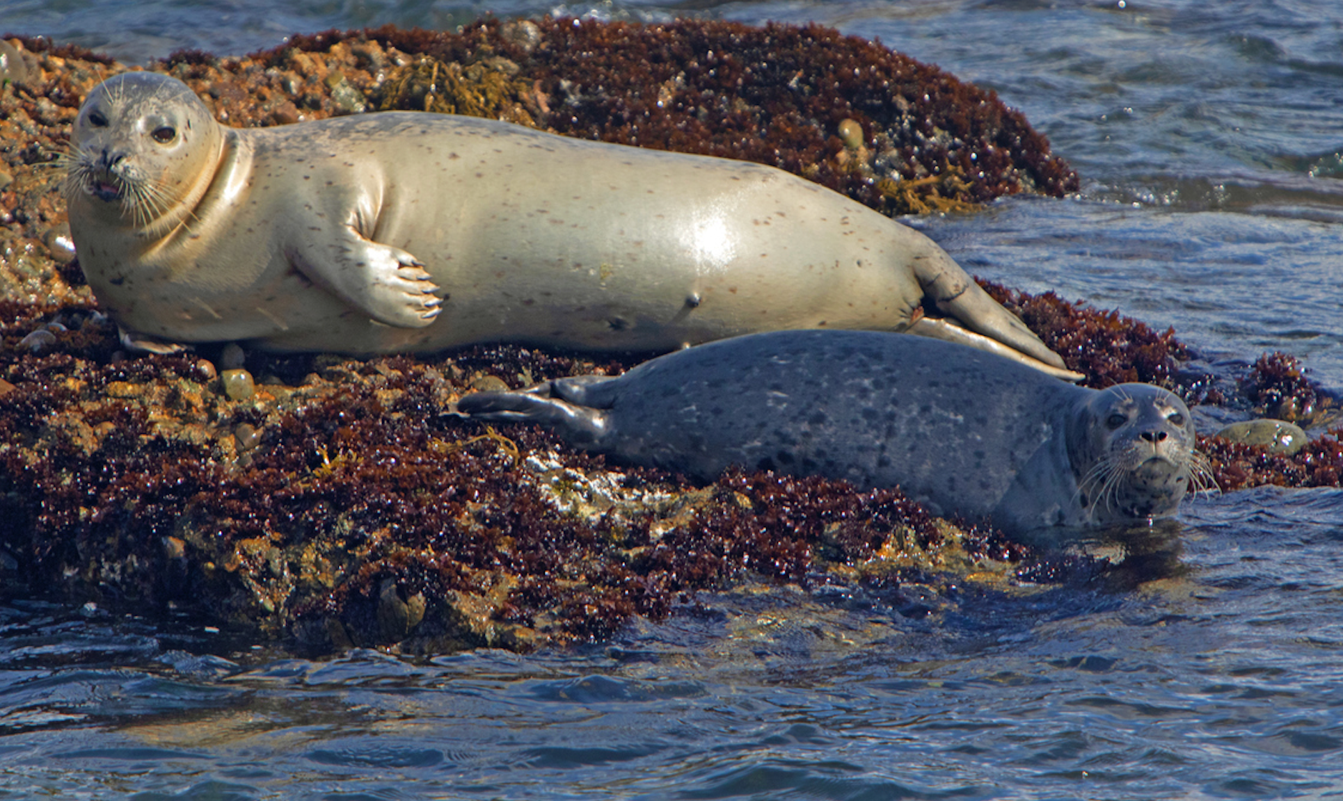 Two seals resting on a rocky shoreline by the water.