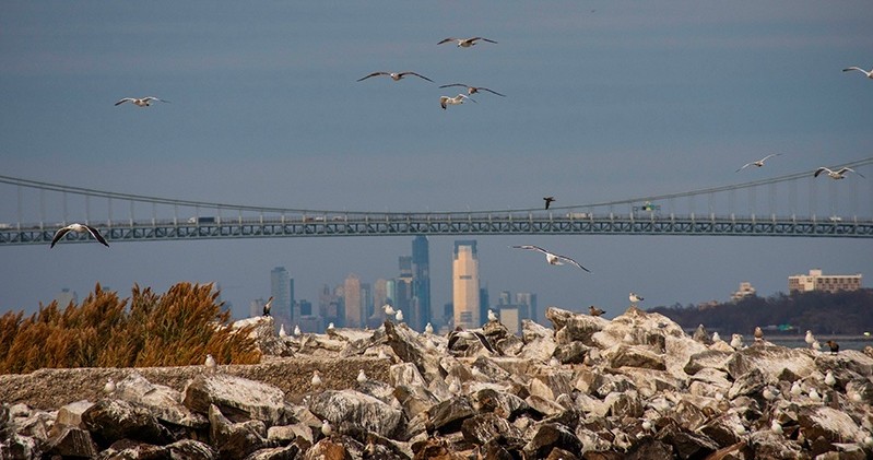 Bridge over rocks and seagulls, with city skyline in the background.