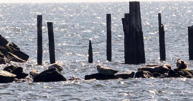 Seals resting on rocks near wooden posts in the ocean.
