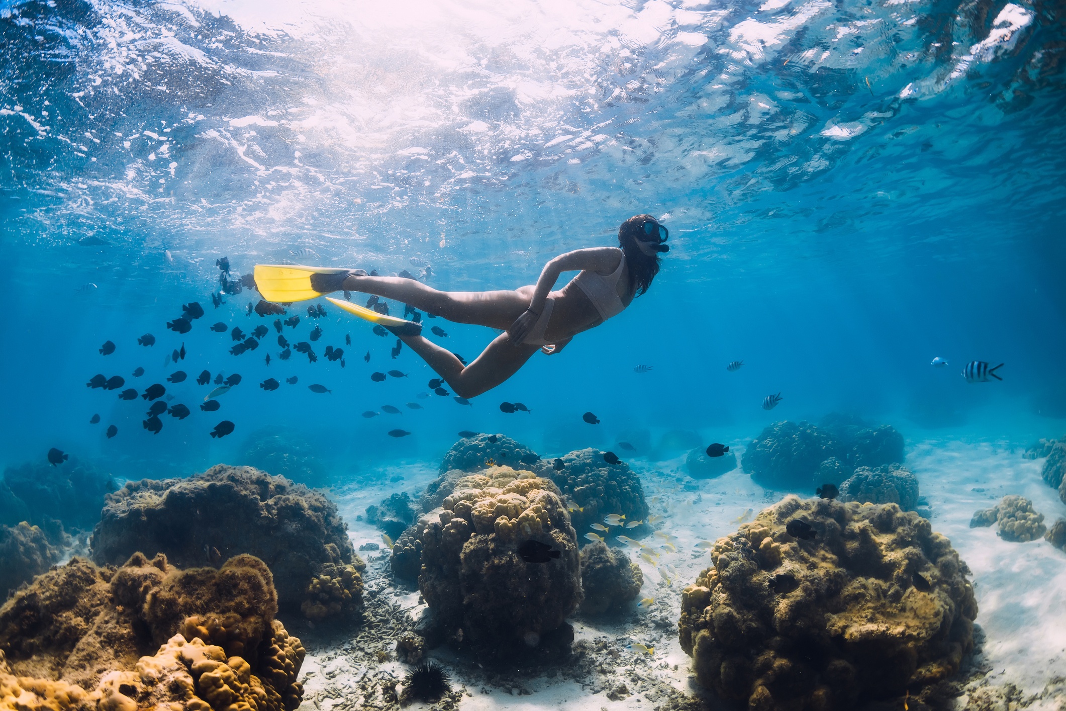 Person snorkeling underwater near coral and fish.