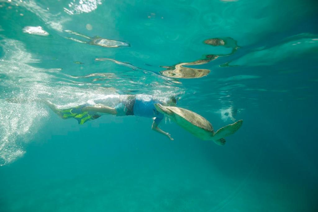 Person snorkeling underwater with a sea turtle nearby.