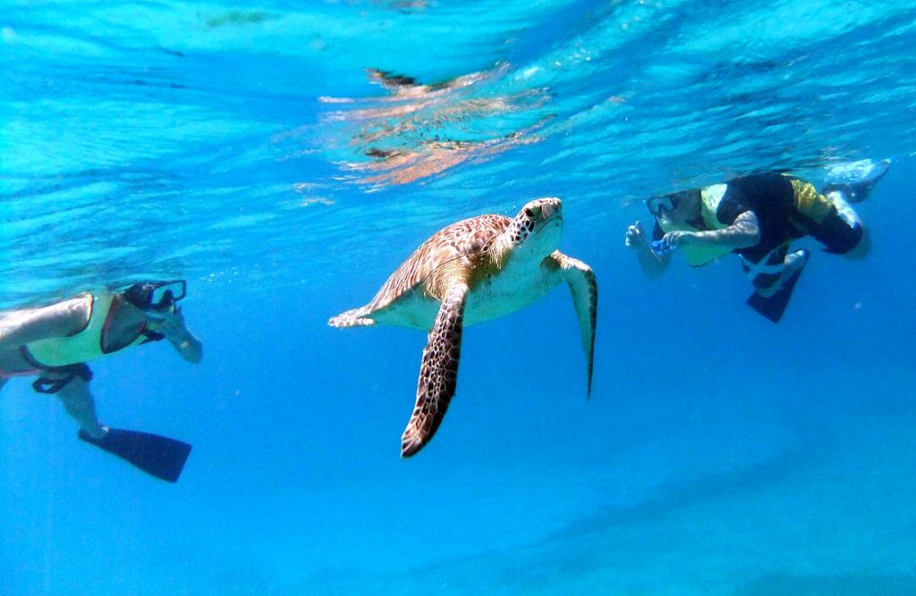 Underwater view of a turtle swimming with two snorkelers nearby in clear blue water.