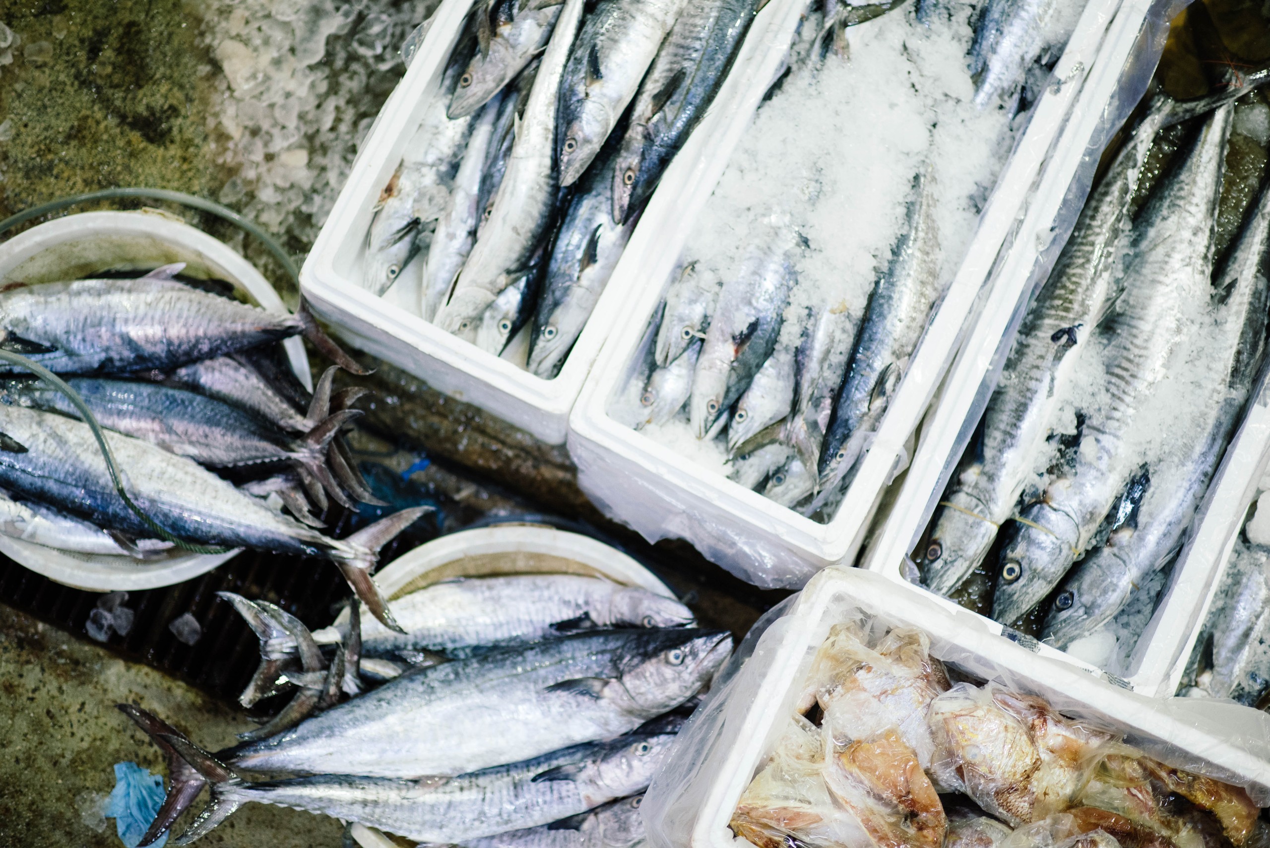 Various fish displayed on ice in styrofoam boxes at a market.