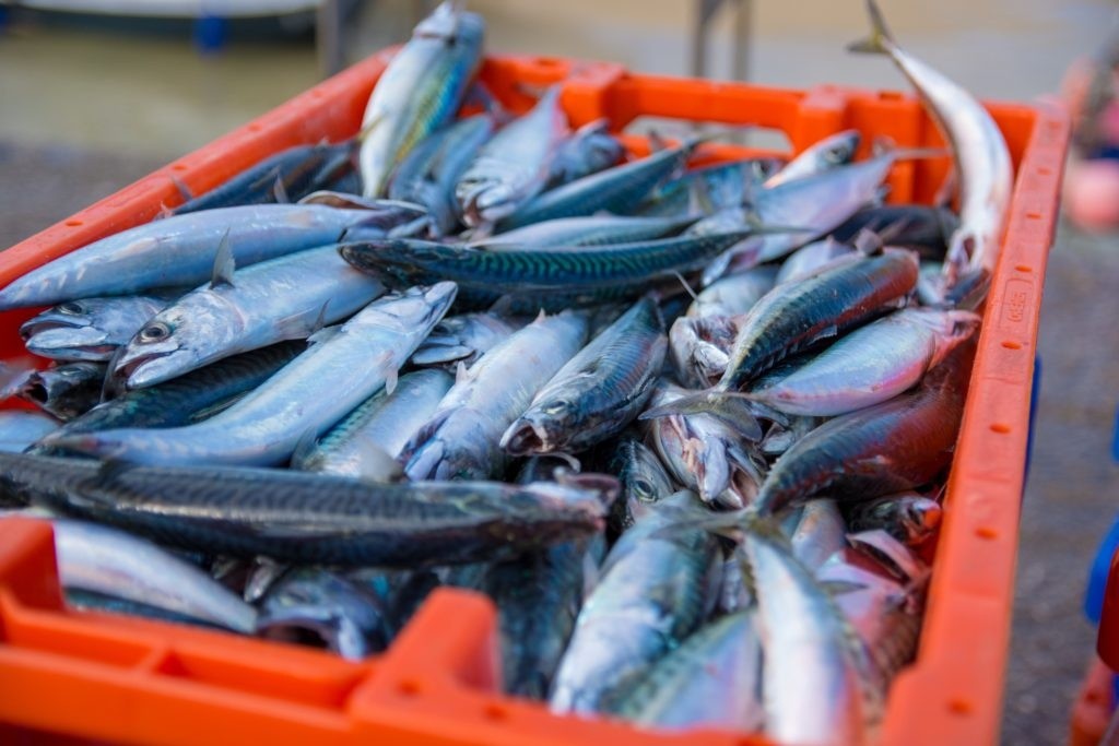 A large, orange crate filled with freshly caught fish, mostly mackerel.