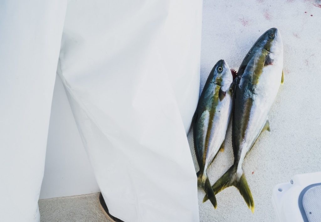 Two fish lying on boat deck next to white pants.