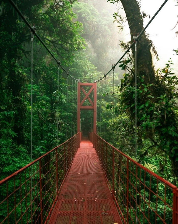 Red suspension bridge through dense, misty rainforest.