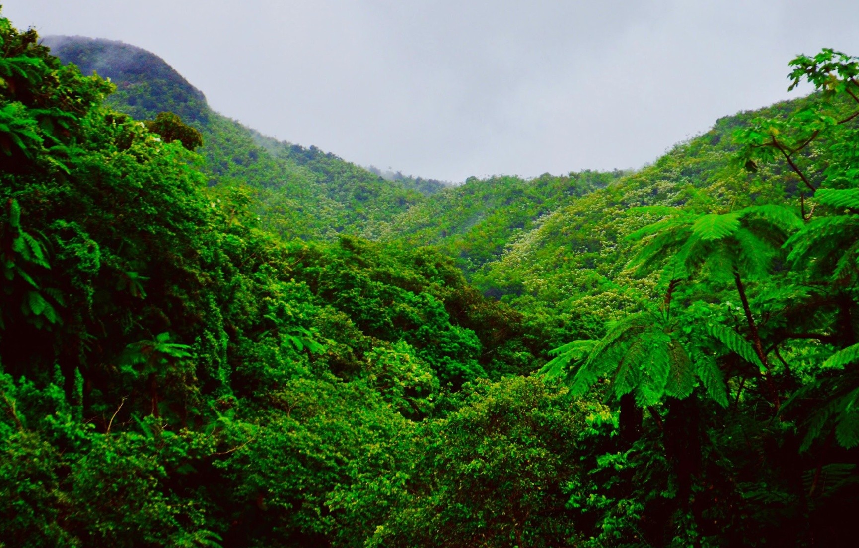 Person zip-lining through a lush green forest wearing a blue helmet.