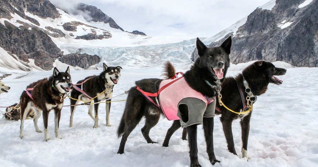 Sled dogs wearing harnesses stand on a snowy landscape with mountains in the background.